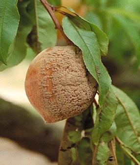 Melocotón/Nectarina Durante este periodo las afecciones fúngicas como el oídio (S. pannosa) y abolladura (T. deformans) pueden afectar gravemente el árbol ya que la humedad puede ser elevada.