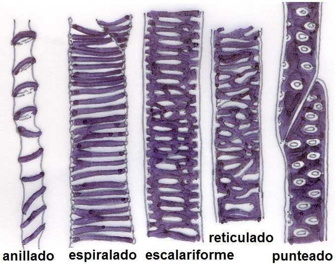 El Parénquima xilemático está formado por células vivas con pared primaria, celulósica y tiene por función reservar ó almacenar sustancias.