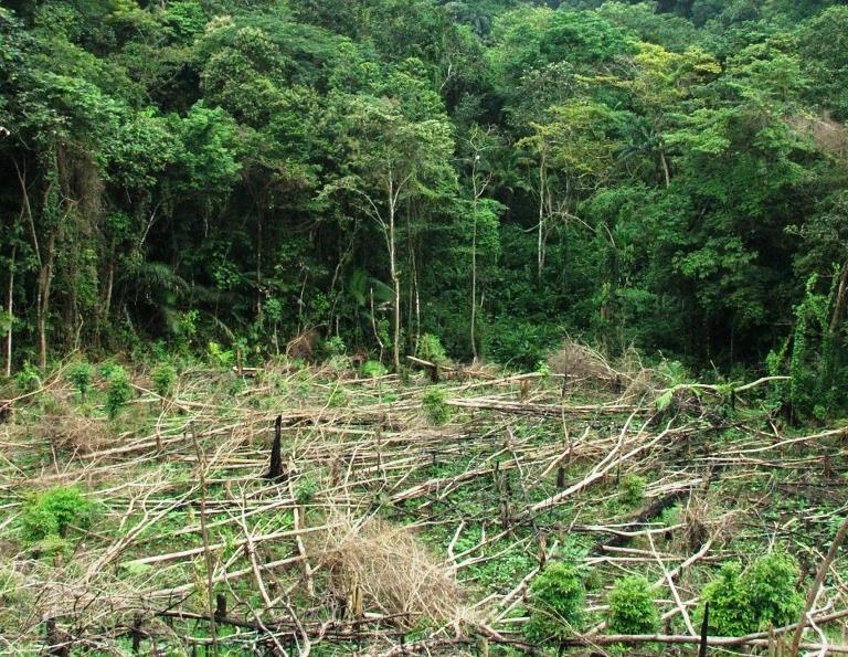 Por qué restaurar los bosques tropicales?