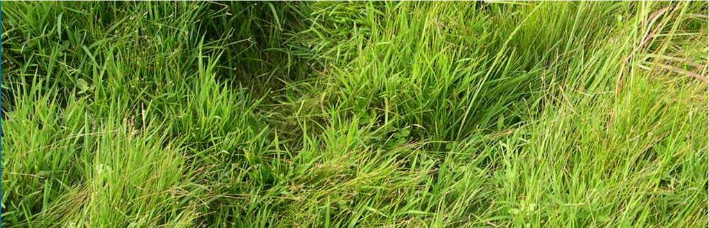 Ray grass criollo (Lolium multiflorum) Anual