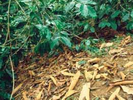 252 Los árboles de sombrío producen hojarasca que ayuda a conservar la humedad del suelo