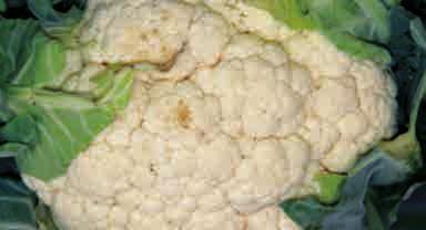 Cultivo de la coliflor DESCRIPCIÓN La coliflor es una planta bianual perteneciente a la Familia de las Cruciferas, Género Brassica, especie Brassica oleracea L, var botrytis, de la que se aprovecha