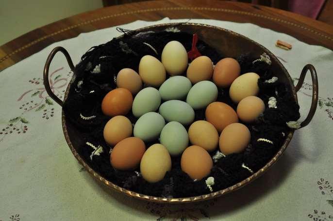 Las gallinas no reciben antibióticos ni químicos. En las docenas pueden salir huevos azules de algunas gallinas colloncas del grupo.