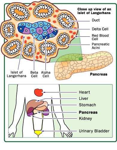 ANATOMÍA Islote humano : 1millon/páncreas. 50-200 células/islote.
