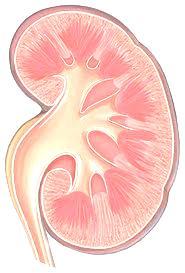 Concepto de ERC Se define como la disminución de la función renal expresada por un FG < 60ml/min/1,73m² o como la presencia de daño renal de forma persistente durante al menos 3 meses.