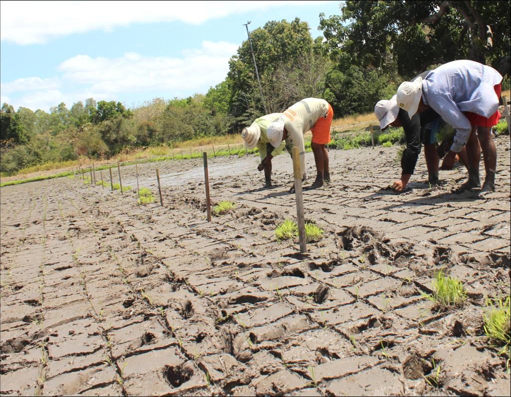 Transferencia de tecnologías para adaptación al cambio climático en el sector agropecuario: