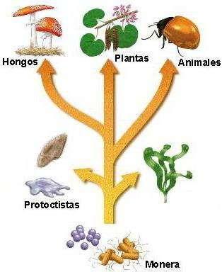 Plantae, Fungi, Protista y Monera. L. Margulis y K.