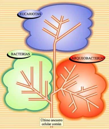 EL SISTEMA DE LOS TRES DOMINIOS Según las grandes líneas celulares Eukarya Pertenecen al resto de los reinos Moneras Bacteria