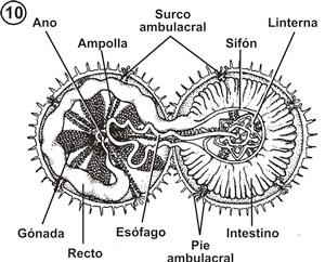 Equinodermos: Como el Erizo de Mar, presenta un aparato bucal modificado denominado Linterna de Aristóteles con 5 potentes maxilas controladas por un músculo circular, la boca está situada en la