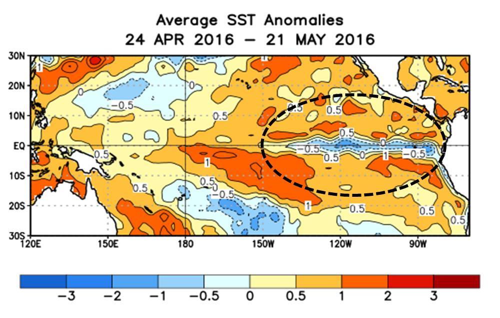 Figura 4. Variación horizontal de las anomalías de temperatura superficial del mar correspondiente al periodo del 24 de abril al 21 de mayo del 2016.