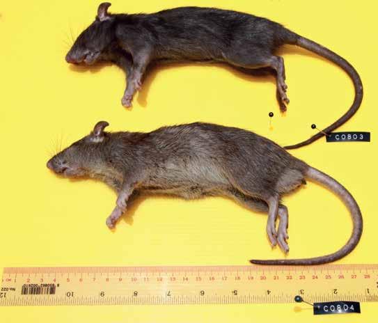 La hembra posee de 5 pares de tetas, a veces más. Hay 3 subespecies que tienen el mismo hábito y se entrecruzan: la rata negra, la rata alejandrina y la rata frugívora.
