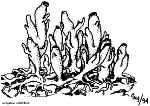 Guía de Trabajos Prácticos Diversidad Animal I Trabajo Práctico 2 Porifera 1 Trabajo Práctico Nº 2 Phylum PORIFERA Objetivos: Reconocer el plan corporal básico de los poríferos a partir del estudio