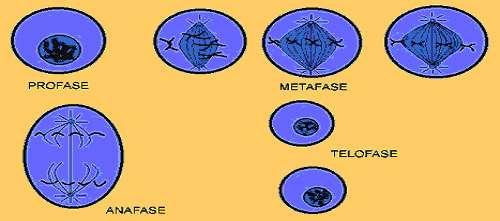 Profase final. Los cromosomas filamentosos se dividen en forma longitudinal Metafase.