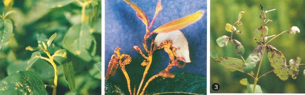Roya del eucalipto (Puccinia psidii) Principal característica es la esporulación uredosporica, pulverulenta, coloración amarilla sobre los órganos afectados.