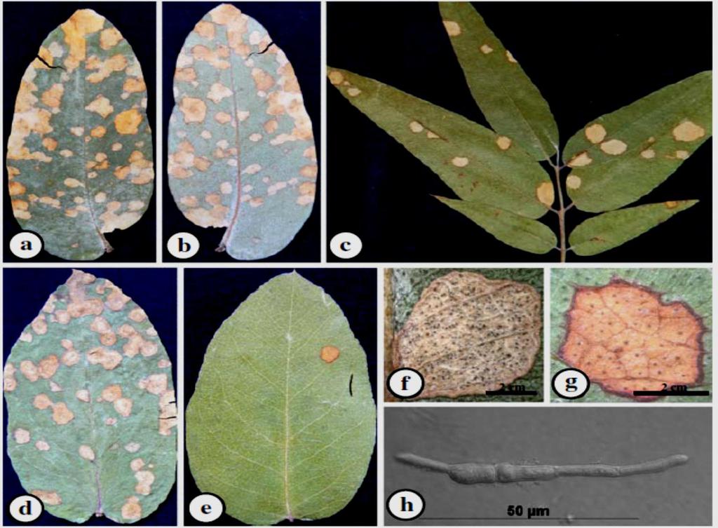 Afecta principalmente hojas juveniles de Eucalyptus botryioides, E. bicostata, E. bridgesina, E. cypellocarpa, E. dunnii, E. globulus, E. grandis, E.
