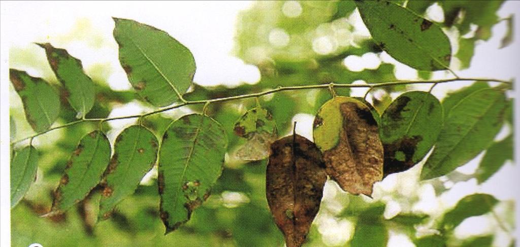 Quema foliar de Rhizoctonia Manchas grandes e irregulares en hojas de diferentes edades, culminando con la quema (tizón) de las hojas (color pajizo).