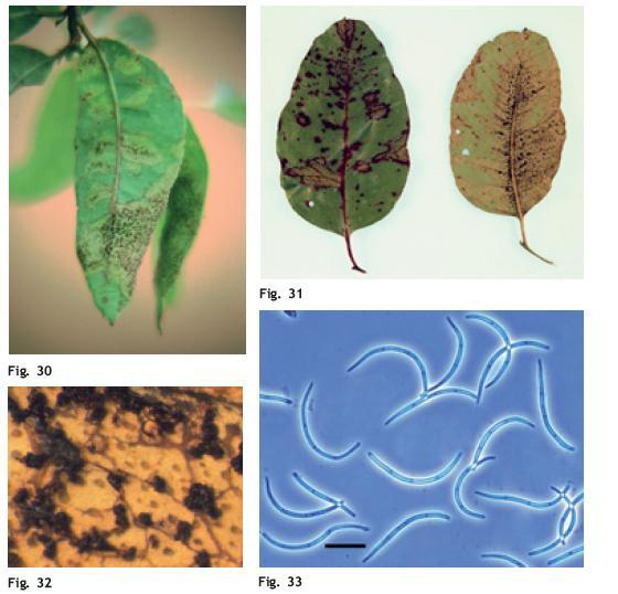 Manchas foliar de Phaeopleospora (Kirramyces) Kirramyces destructans (= Phaeophleospora
