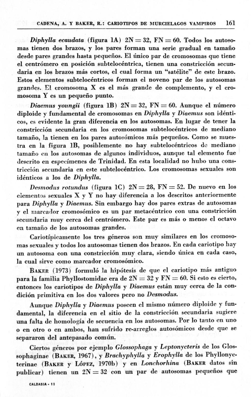 CADENA, A. Y BAKER,R.: CARIOTIPOSDEMURCIELAGOS VAMPIROS 161 Diphylla ecaudata (figura IA) 2N = 32, FN = 60.