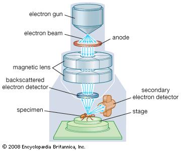 Introducción La microscopia electrónica de barrido es una técnica de caracterización en