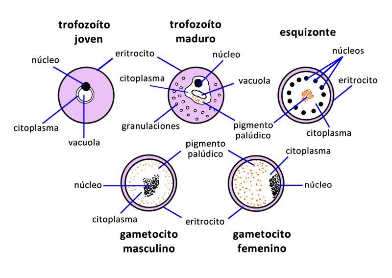Figura 2. Morfología de los estadios de Plasmodium sp. b) Características del trofozoíto tamaño, forma y número de parásitos por eritrocito. número de núcleos por anillo.