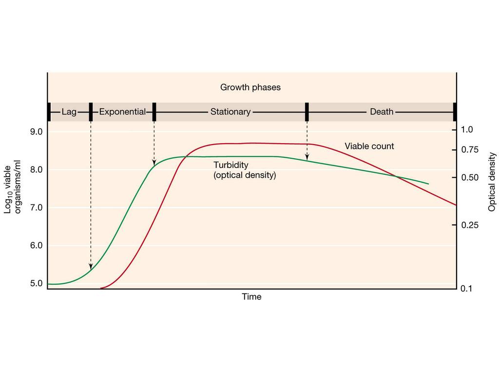 Curva de crecimiento o Bacteria en medio adecuado dinámica de crecimiento poblacional o Es la representación gráfica del