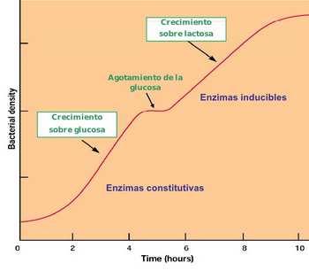 Crecimiento diauxico-efecto glucosa El crecimiento diauxico tiene lugar cuando una bacteria crece en un medio con dos fuentes de carbono, una de las cuales se usa con preferencia frente a la otra.