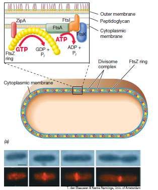 Proteínas Fts y división celular Son esenciales las proteínas Fts (Filamentous temperature sensitive) presentes en todos los procariotas y presenta similitudes estructurales con la tubulina que