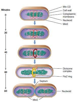 Duplicación del DNA, proteínas Min y división celular La duplicación del DNA ocurre previamente a la formación del anillo FtsZ; que se forma en el espacio entre los nucleoides duplicados La