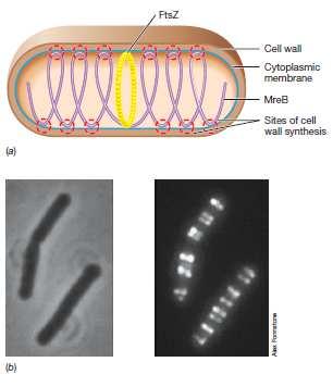 Se dispone en bandas filamentosas en espiral por el interior de la célula, debajo de la membrana celular. Cómo se determina la forma celular?