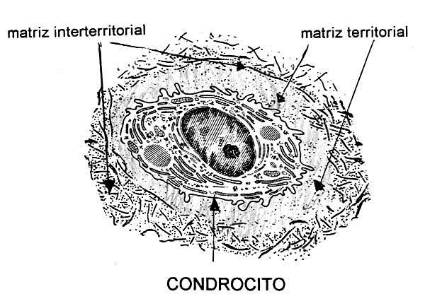 Condrocito Cuando la célula madura pierde su capacidad de dividirse y se hipertrofian en tamaño reciben el nombre de condrocitos Este se