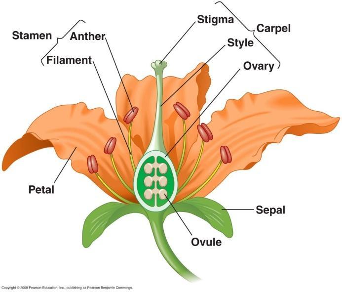 o Hermafroditas Poseen estambres y carpelo o Unisexuales Carecen de uno de los dos o Inflorescencias Agrupaciones de flores en un tallo común Fases de la reproducción en plantas: 1.