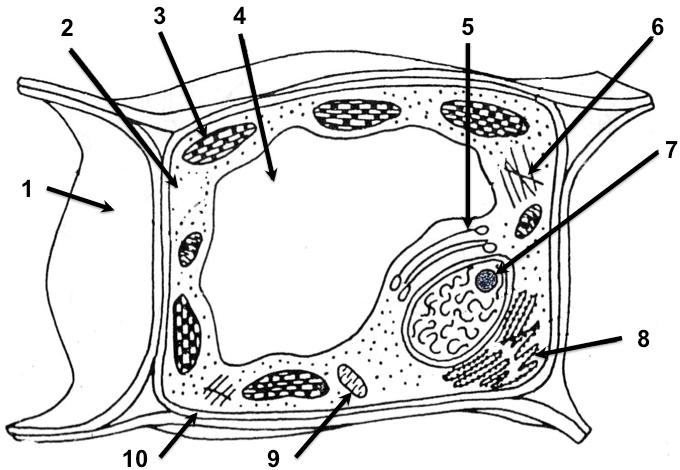 Año 2013 Describa la estructura de las mitocondrias [1] e indique en qué parte de las mismas se llevan a cabo las distintas reacciones metabólicas que estas realizan [1].