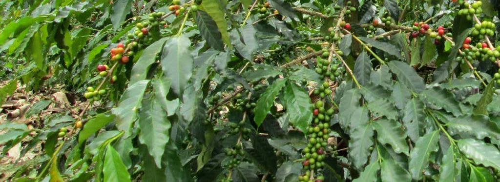 Especies cultivadas de Café En el mundo se han identificado 124 especies silvestres de café, de las cuales 112 son nativas de África y de las Islas del Océano Índico (Razafinarivo et al., 2013).