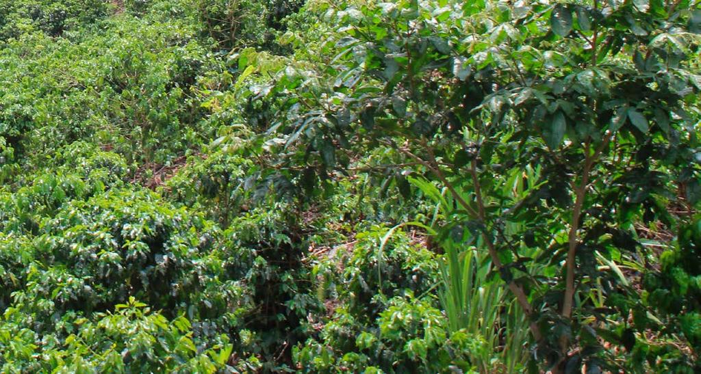 Referencias Carrión, R. M. 2002. Adaptación de variedades de café (Coffea arabica L.) en Rancho Grande, Valle Nacional, Oaxaca. Tesis Profesional. Departamento de Fitotecnia.