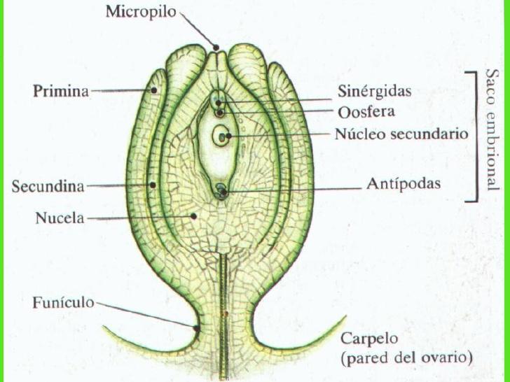 Gametofito femenino: Se desarrolla dentro del óvulo.