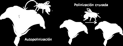 A. TIPOS DE POLINIZACIÓN Autopolinización: entre flores de la misma planta.