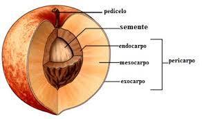 6. LOS FRUTOS Se originan a partir de transformaciones que sufre el ovario.