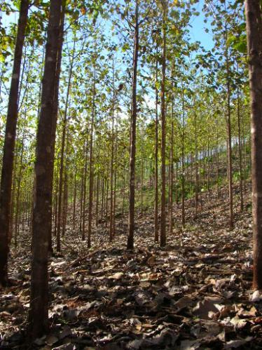 Rendimiento (jornales/ha) anual de las principales actividades de mantenimiento en una plantación forestal de 5 a 18 años en Costa Rica Años 5-18 jornales/ha Chapea Motoguadaña 1.50 Chapea general 3.