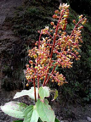 USA Página Web para Ericaceae: