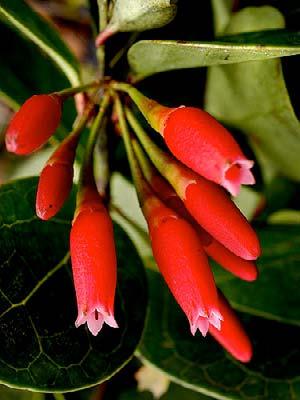 Web page for Ericaceae: www.