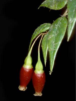 Sphyrospermum buxifolium 85