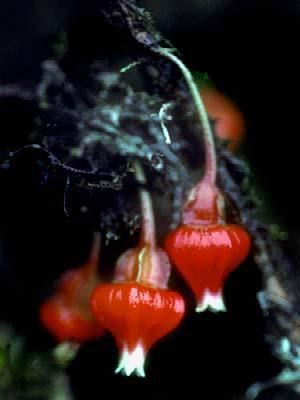 cordifolium foto: L.Y.Th.