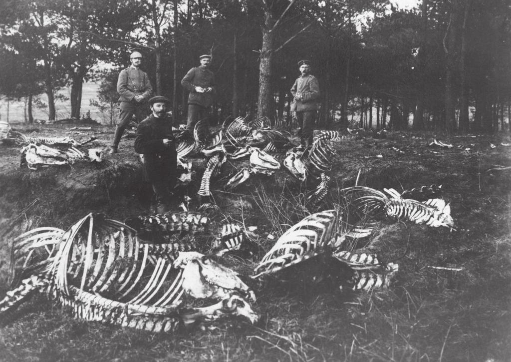Callos muertos en Polonia. Se calcula que murieron 8 millones de caballos ( peli de Spielberg: caballo de batalla ).