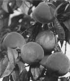 Prunus cerasifera atropurpurea 141 Robinia