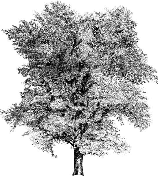 Tall Trees / Árboles de gran desarrollo de porte libre Populus alba White Poplar / Álamo blanco The white colour of the trunk, branches and backs of the leaves creates enormous impact in isolated