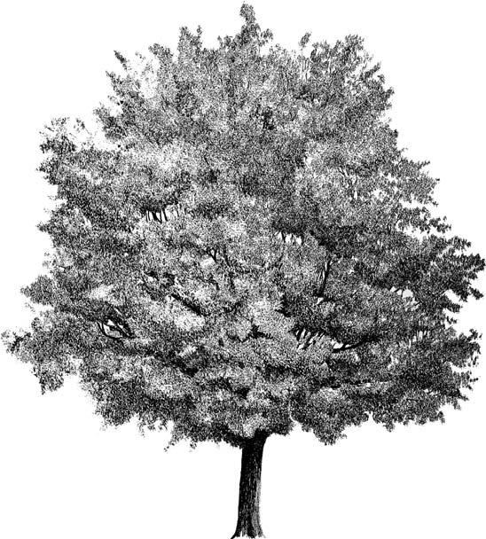 Medium-Height Trees / Árboles de desarrollo medio de porte libre Celtis australis Mediterranean Hackberry / Almez Quite possibly the finest, hardiest city tree.