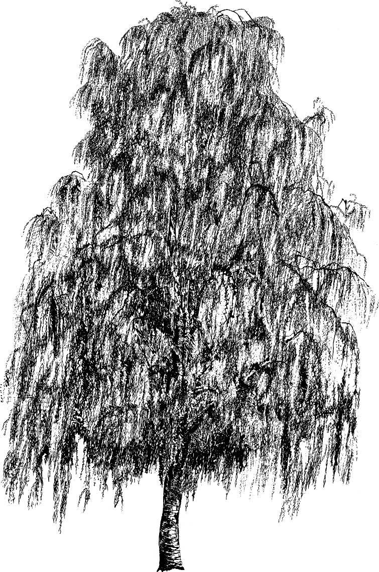 Medium-Height Pyramid-Shaped Trees / Árboles de desarrollo medio de porte piramidal Betula pendula European White Birch / Abedul The whiteness of the bark combined with the grey-brown tones of the
