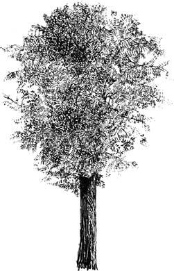 Small Trees / Árboles de desarrollo pequeño de porte libre Robinia pseudoacacia «Casque-rouge» Black Locust / Acacia de flor This variety of acacia, one of the most widespread, has a rounded form and
