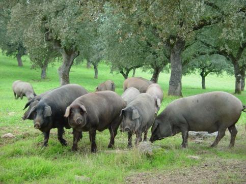 Selección genómica en Cerdo Ibérico Piara Dehesón del Encinar Estimas de efectos de SNP