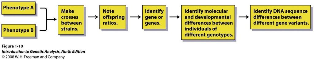 El análisis genético El estudio de los genes a través de su